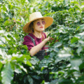 Adopt a coffee tree
